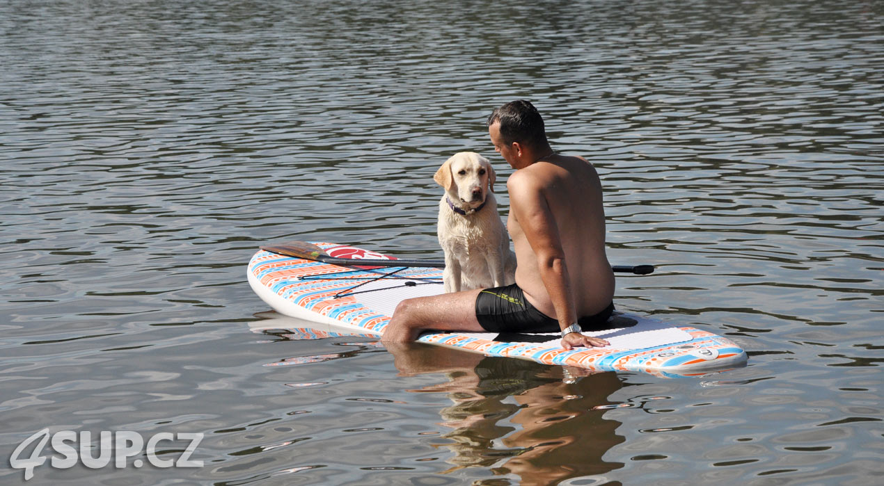 Retriever na paddleboardu. Paddleboard a pes, vemte svého pejska na projížďku na paddleboradu